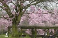 歐洲最大的日本庭園“TheHasselt Japanese Garden”（比利時(shí)）