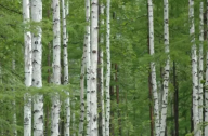 北京及周邊地區(qū)植物群落示例