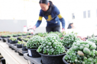 2016年北京國際多肉植物藝術(shù)展在小湯山特菜大觀園舉行