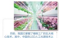 “植物工廠”到底有什么秘密？